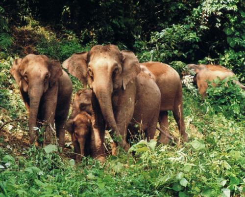 野象爱上西双版纳（新时代 新气象 新作为）