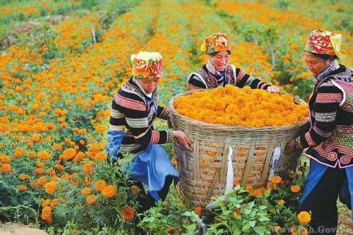 质量兴农，向农业强国转身（连线评论员）