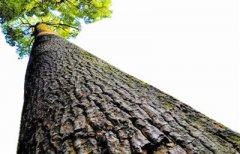 “大树”底下真的好乘凉?