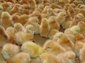 扶贫办主任栽在小鸡苗上