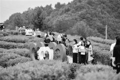 压实政治责任 保障脱贫攻坚全面胜利 扶贫领域腐败和作风问题以案促改工作启示