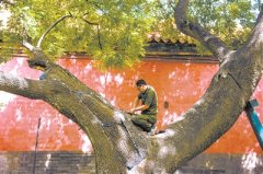 保护古树 留住乡愁