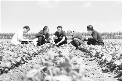 黑龙江纪检监察机关扛牢粮食安全政治责任