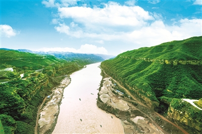 黄河岸边枣林红